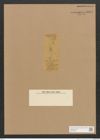 Diatomeae indet. Zeichnungen Sammlung Grunow Nr. 4494 (NHMW-BOT-W0372455)